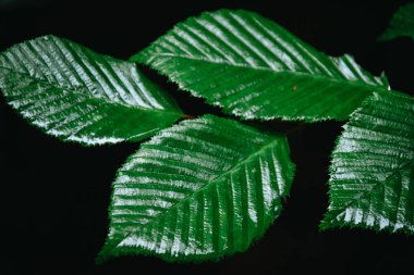 Islak yeşil yaprakları kapatın.