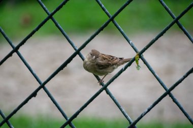 Metal bir çitte oturan serçe.
