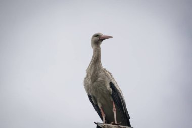 Bir leyleğin yakın çekimi.