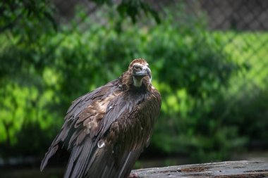 Bir akbabanın yakın çekimi.