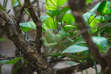 Ağaçtaki bukalemun. Yaklaş.
