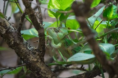 Ağaçtaki bukalemun. Yaklaş.