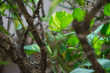 Ağaçtaki bukalemun. Yaklaş.