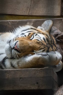 Uykulu bir kaplan - yakın çekim