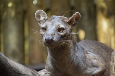 Fossa - vahşi kedi - yakın çekim