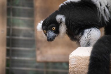 Yakalı lemur - yakın çekim