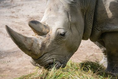 Hayvanat bahçesindeki gergedanlar