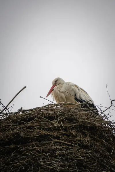 Beyaz leylek yuvasına içinde oturan