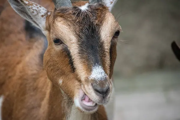 Hayvanat bahçesindeki bir keçinin portresi.