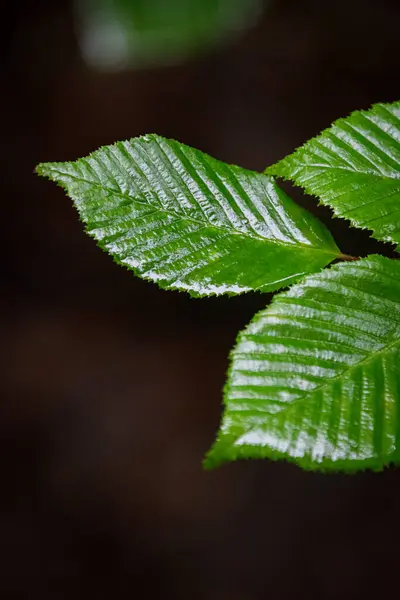 Islak yeşil yaprakları kapatın.