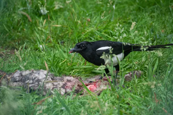 Et yiyen Avrasyalı bir saksağan.