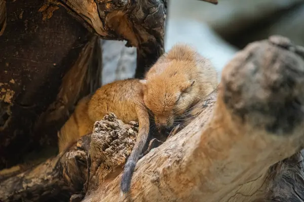 Şişko bir kum faresi. Yaklaş.