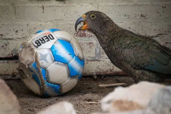 Topla oynayan bir kea