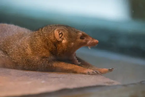 Şirin bir firavun faresi. Yakın çekim.