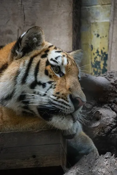 Uykulu bir kaplan - yakın çekim