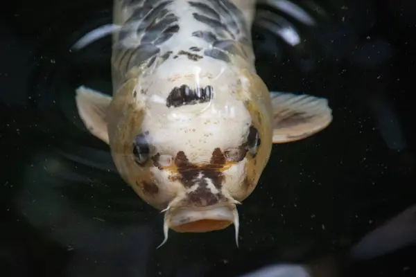 Bir Koi balığının yakından çekimi.