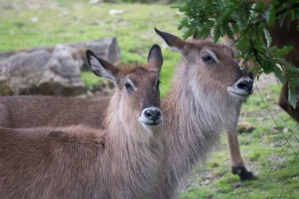 Defassa Waterbuck - yakın çekim