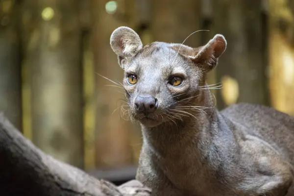 Fossa - vahşi kedi - yakın çekim