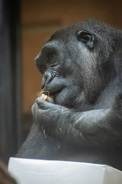 Afrikalı bir şempanzeye yaklaş.