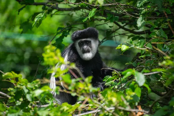 Mantolu guereza - yakın çekim