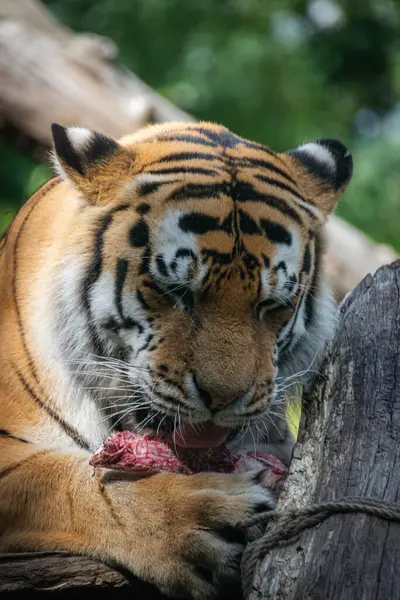 Kaplanın yakın çekimi.