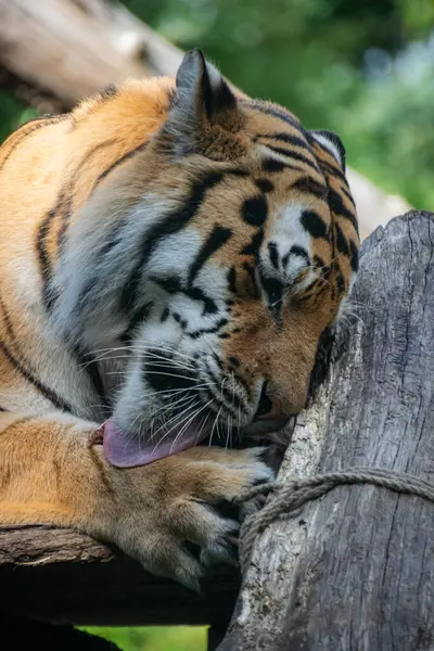 Kaplanın yakın çekimi.