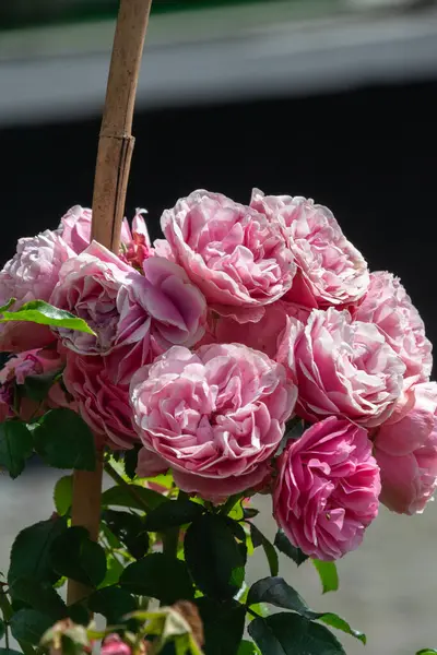 Bahçedeki güzel pembe çiçekler