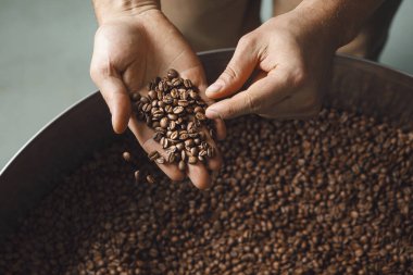 Kapalı rasterlerin ellerinde taze kavrulmuş kahve çekirdekleri vardır, koyu kahverengidir ve parlaktır. Kalitelerini ölçmek için fasulyeleri dikkatle inceler ve...
