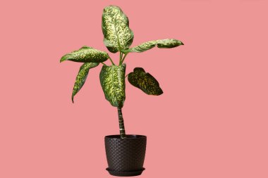 Değişik Dieffenbachia 'nın kapalı stüdyo fotoğrafı izole edilmiş pastel pembeye karşı örülmüş bir tencerede sergilendi..