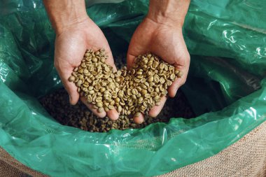 Kızartma işçisi iki elinde taze yeşil kahve çekirdeklerini dikkatlice tutuyor..