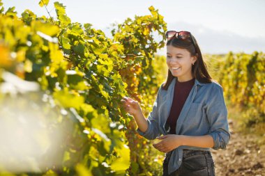 Outdoor photo of beautiful woman standing in vineyard, carefully inspecting and picking ripe grapes for harvesting for wine production surrounded by lush green grapevines under bright sun. clipart