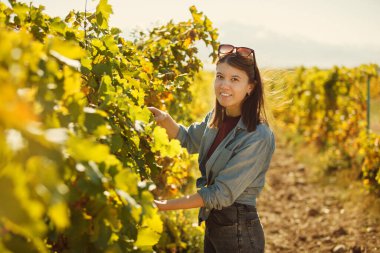 Kadın üzüm bağında dikiliyor, şarap üretimi için olgunluklarını kontrol etmek için üzümleri dikkatlice topluyor.. 