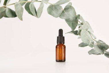 Retinol, hiyalüronik asit, serum, yağ, bitkisel özüt, parfüm, amber şişesindeki siyah vida başlıklı parfüm veya parfüm, reklam şablonu. Cam düşürme şişesi, bitkilerle süslenmiş..