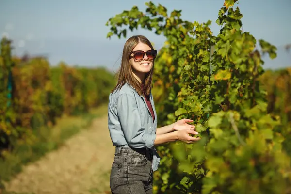 Kadın şarap garsonu, üzüm bağlarının etrafını sarmış şarap yapımında adım atmak için toplanmadan önce üzümlerin olgunluğunu kontrol ediyor..
