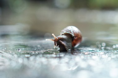 Arkaplanda güzel bir bokeh efektiyle, yağmurlu bir günün özünü ve doğanın yavaş temposunu yakalayan, hassas bir salyangoz görüntüsü.