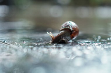 Arkaplanda güzel bir bokeh efektiyle, yağmurlu bir günün özünü ve doğanın yavaş temposunu yakalayan, hassas bir salyangoz görüntüsü.