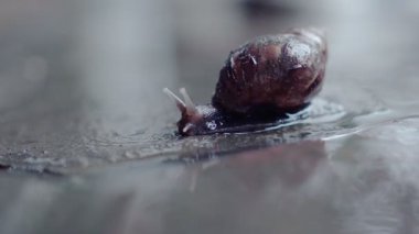 Salyangozun yakın çekimi yavaşça sürünerek doğal yüzeyde Makro Hayvan Hareketi Konsepti Sığ Alan Derinliği ile