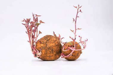 Beyaz arka planda izole edilmiş tatlı patatesin stüdyo çekimi.