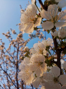 Açık mavi gökyüzünün altındaki dallarda açan beyaz kiraz çiçekleri.