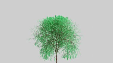 Beyaz arkaplanda izole edilmiş dal ağacı