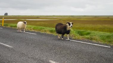 İki İzlandalı koyun, biri siyah ve biri beyaz otlak ve sulak alanlarla çevrili kırsal bir yolda yürüyor. Huzurlu manzara İzlanda doğasının ve çiftlik hayatının cazibesini yansıtıyor..