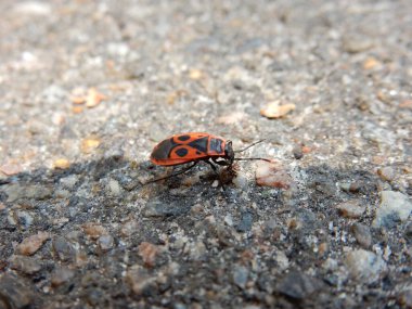 Kırmızı böcek yırtıcı makro
