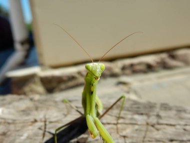  Peygamberdevesi böceği. Gülümse