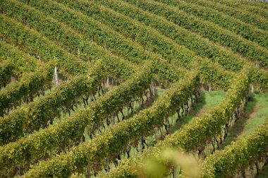 Baharda yeşil üzüm bağları