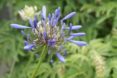 Güzel mavi agapanthus africanus 