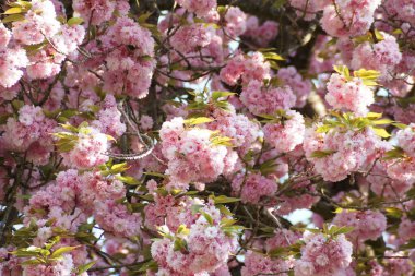 Kiraz çiçeği mor ve beyaz