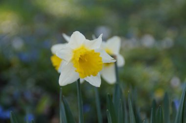 Baharda nergisler ve yeşil gras