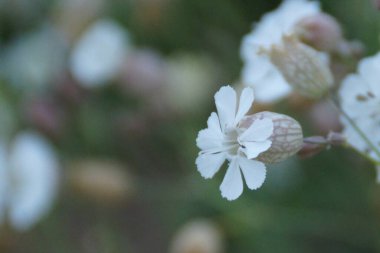 Güzel beyaz çiçekler açar