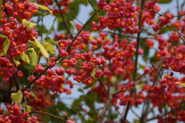 Baharda kırmızı çiçekler açar.