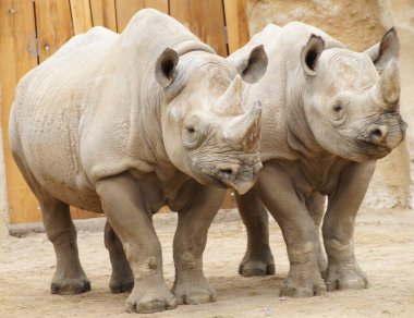 İki gergedan yan yana duruyor.